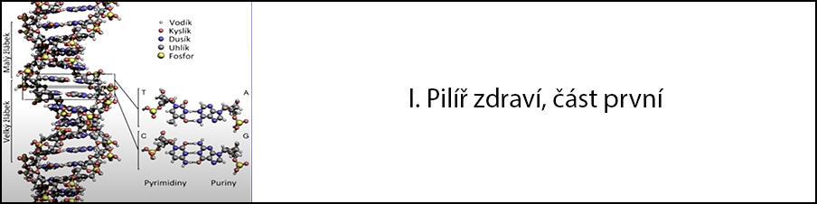 1. pilíř zdraví, část první